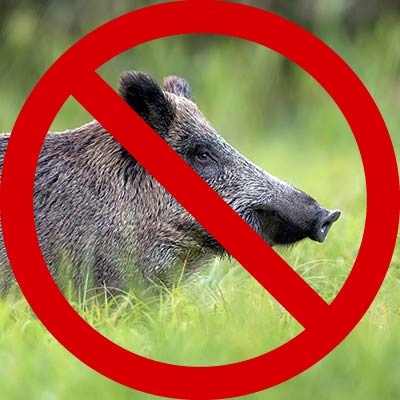 dzik niszczący pole