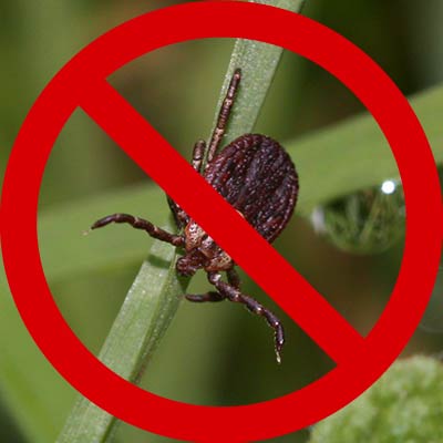 kleszcz chodzący po trawie