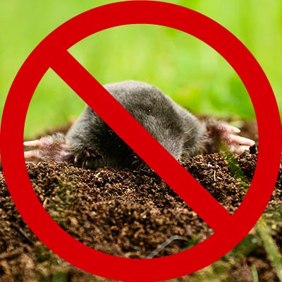 kopiec kreta w ogrodzie