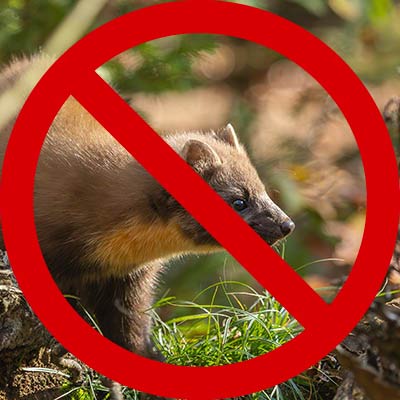 odtsraszacz kun przy domu