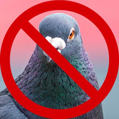 obraz przekreślonego gołębia