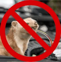 kuna gryzie kable samochodowe