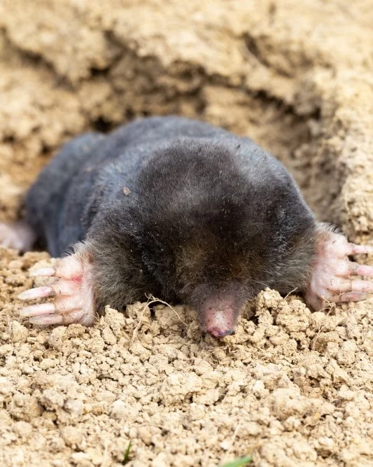 skuteczne odstraszacze kretów viano