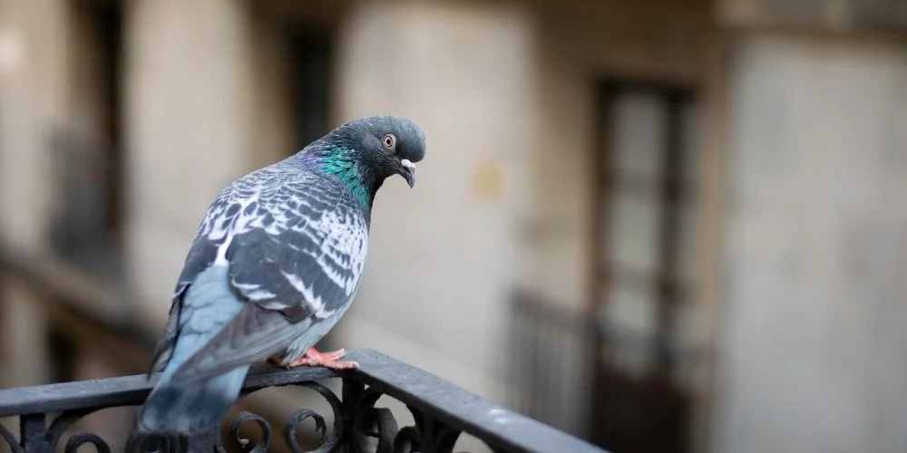 bezpiecznie odstraszacze ptaków