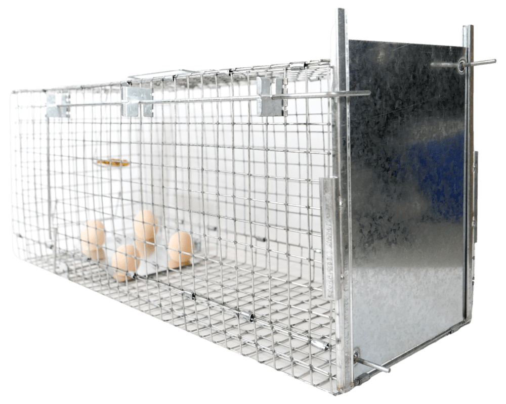 żywołapka do łapania kun