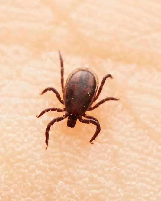 zabezpieczenie przed kleszczami