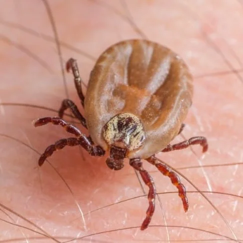 kleszcz na skórze człowieka